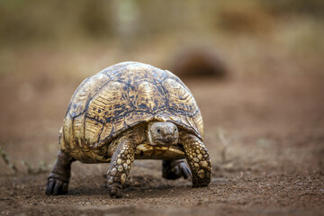 Leopard tortoise walking front view in Kgalagadi transfrontier park, South Africa ; Specie Stigmochelys pardalis family of Testudinidae