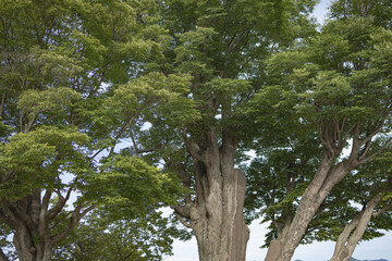 Fototapeta premium Giant Zelkova Trees and Lotus Pads in the Peaceful Scenery of Dumulmeori