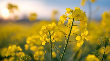 Obraz premium Vibrant Yellow Wildflowers Blooming in a Sunlit Field at Sunset Under a Clear Sky