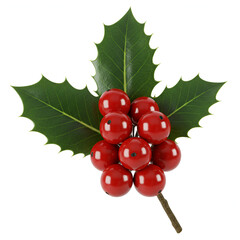 holly and berries