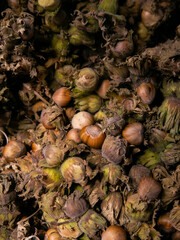 Organic hazelnuts at Torvehallerne market in Copenhagen, Denmark.