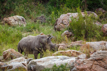 Southern white rhinoceros walking in green savannah in Greater Kruger National park, South Africa ; Specie Ceratotherium simum simum family of Rhinocerotidae