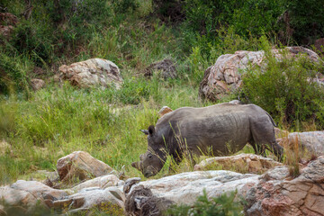 Southern white rhinoceros walking in green savannah in Greater Kruger National park, South Africa ; Specie Ceratotherium simum simum family of Rhinocerotidae