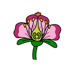 pink flower