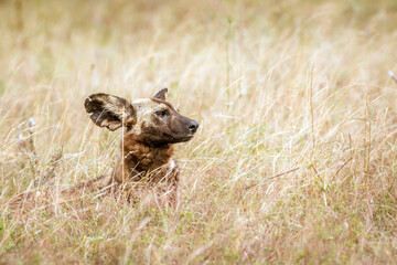 African wild dog portrait lying down in grass  in Kruger National park, South Africa ; Specie Lycaon pictus family of Canidae