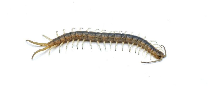 Florida Blue centipede - Scolopendra viridis - are venomous and can inflict painful stings, injecting their venom through pincer-like appendages known as forcipules or toxicognaths.  Isolated white