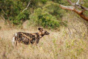 African wild dog standing in savannah side view  in Kruger National park, South Africa ; Specie Lycaon pictus family of Canidae