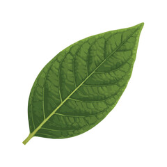 Obraz premium Long oval green leaf with clear veins and smooth surface representing natural freshness