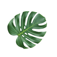 Monstera leaf with deep splits and detailed veins creating tropical elegance and natural realism