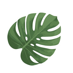 Large monstera leaf with tropical splits and vivid green tones representing exotic jungle freshness