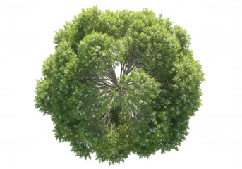 Lush Green Tree With White Blossoms isolated on a transparent background