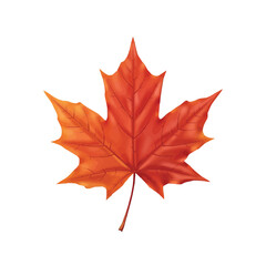 Red orange maple leaf showing detailed veins and seasonal autumn transition colors