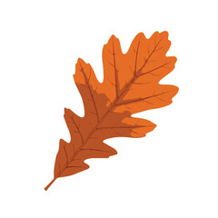 Oak leaf in bright orange autumn hue with strong vein pattern and organic texture