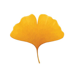 Golden yellow ginkgo leaf with unique fan shape isolated on white background