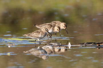 Tree Dunlins - Calidris alpina standing in shallow water searching for food with delicate reflection mirrored on the calm surface. Photo from Warta Mouth National Park in Poland.	