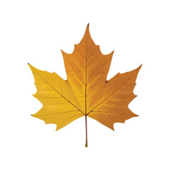 Golden yellow maple leaf symbolizing autumn beauty with delicate veins and rich texture
