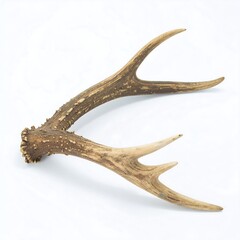 Pair of deer antlers, light brown,  on white background