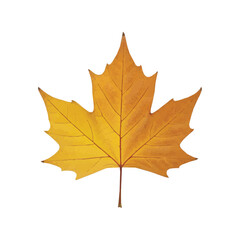 Autumn maple leaf with gentle gradient from yellow to orange representing fall transformation