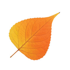 Light orange leaf with soft gradient and curved shape isolated on white background