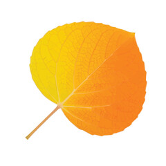 Bright orange round autumn leaf showing smooth surface and vibrant seasonal texture