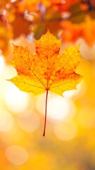 Fototapeta premium Autumn maple leaf in soft focus