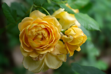 In summer, a large variety of flowers bloom in the gardens.