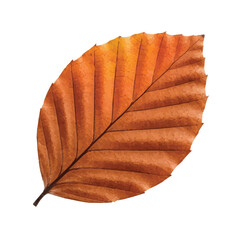 Orange brown beech leaf with detailed veins and curled sides representing autumn elegance