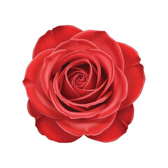 Beautiful deep red rose flower in full bloom showing elegant soft petals and romantic appearance