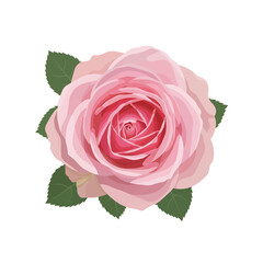Light pink rose flower with soft gradient petals expressing tenderness and purity