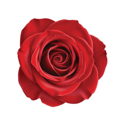 Classic red rose flower with tightly layered petals symbolizing deep love and timeless beauty
