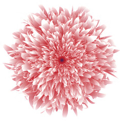 Pink dahlia 