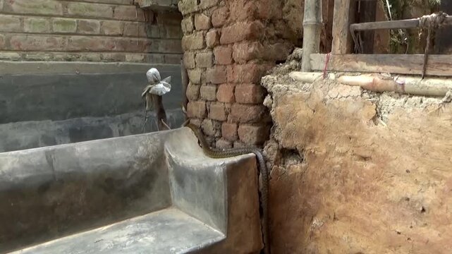 The video footage shows a fast-moving snake slithering along the corner of an old brick wall, travelling between the rough surface of the cemented area and the cracked earthen structure.