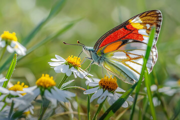 butterfly on flower