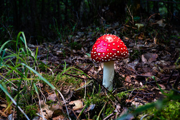 Ein Fliegenpilz steht im Wald. Giftpilz mit Signalfarben. Roter Pilz. Fliege Pilz