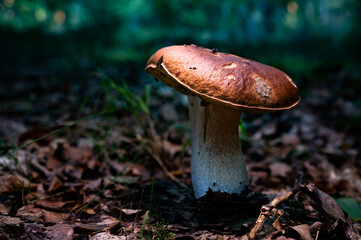 Steinpilz im Wald. Delikatesse des Waldes. Essbare Pilze