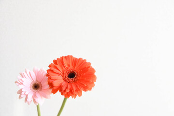 二色のガーベラ