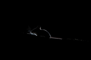 Wood mouse, sillhouetted and rim lit
