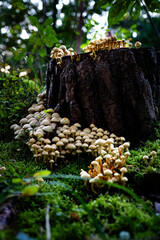 Extrem viele Pilze auf einem abgeschnittenen Baumstamm. Pilze im Wald
