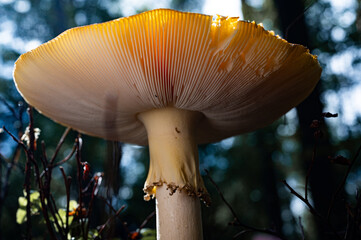 Lamellenpilz. Fliegenpilz und giftige Pilze. Fliegenpilz von unten Lamellen eines Pilzes