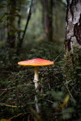 Fliegenpilz neben einem Baum. Giftpilze im Herbst