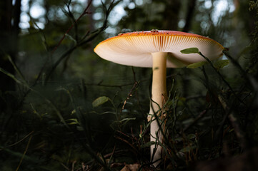 Fliegenpilz mit Lamellen im Wald. Fliegenpilz von unten Giftpilz