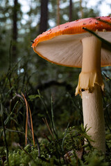 Dieses Seitenansicht von einem Fliegenpilz im Wald. Lamellen und Stamm eines Pilzes.