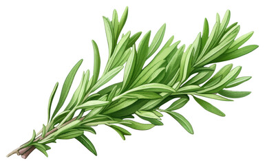 Fototapeta premium PNG Tarragon herb herbs plant leaf.