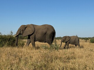 Elephants in the wild