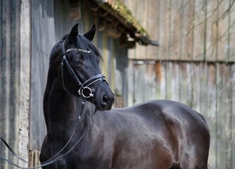 Fototapeta premium portrait of a horse