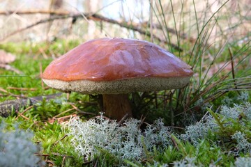 Single big mushroom Imleria badia (bay bolete) in green grass in forest.	
