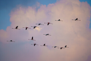 flock of flamingos in the sky in the sky