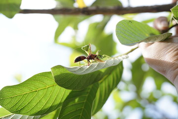 A wasp delicately perches on a lush green leaf, showcasing nature's intricate beauty