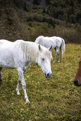 Obraz premium paesaggio in montagna