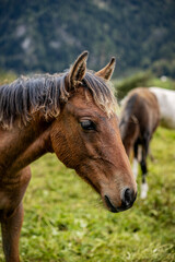 paesaggio in montagna